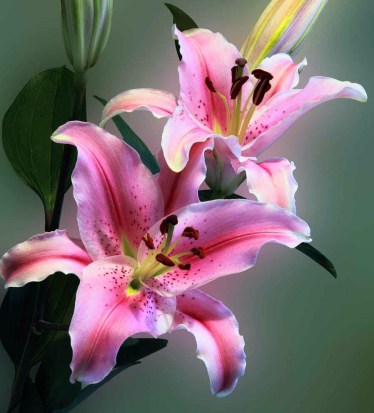 Olhai os lírios dos campos